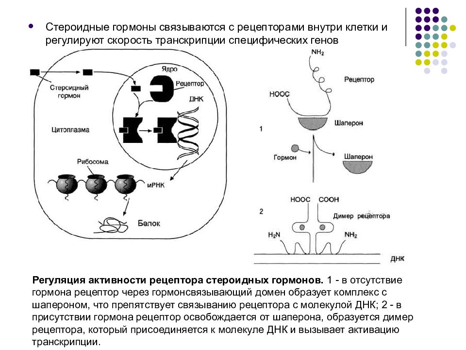 Схема действия стероидных гормонов