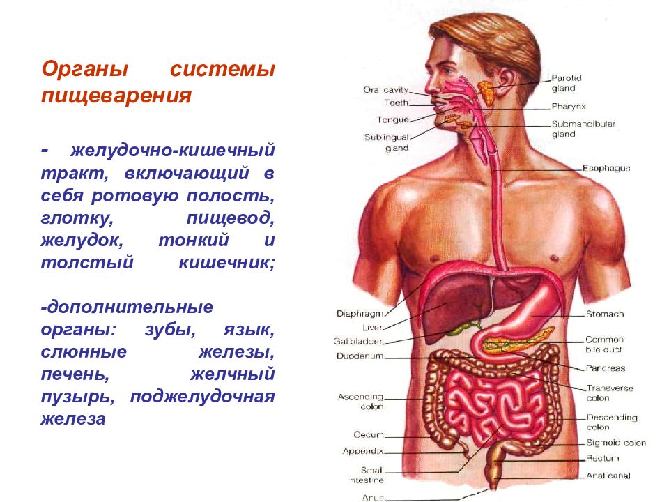 Печень ротовую полость пищевод и желудок. Строение ЖКТ человека. ЖКТ человека в картинках с описанием. Желудочно-кишечный тракт человека схема. Расположение органов ЖКТ У человека.