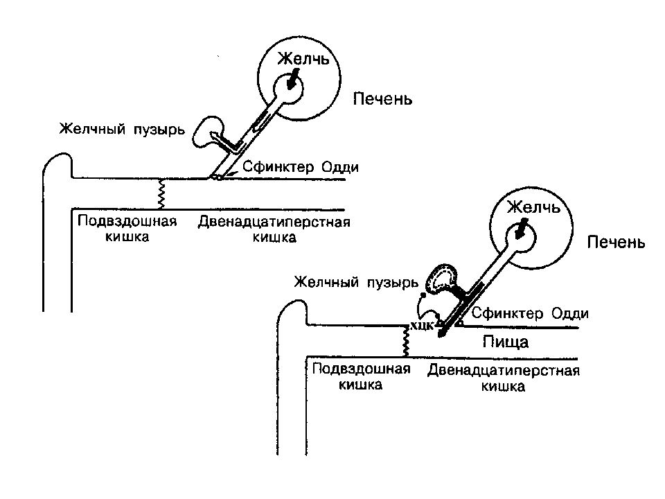 Физиология 1 лекция. Компоненты секрета физиология. Секреты физиологии. Рафф г. - секреты физиологии. Physiology Secrets Hershel Raff.