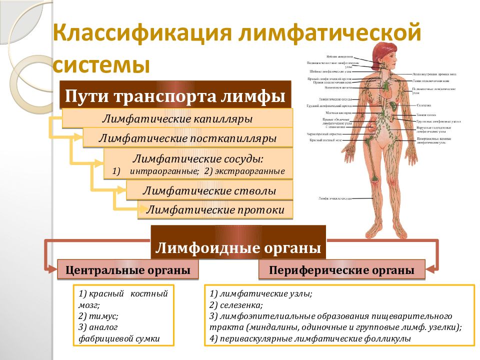 Иммунная и лимфатическая система презентация