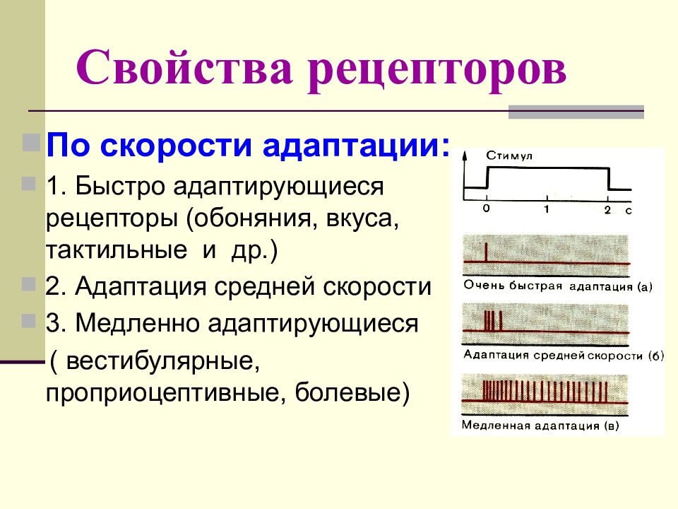 Основные свойства рецепторов это. Классификация сенсорных рецепторов. Рецепторы по скорости адаптации. Механизм адаптации рецепторов.