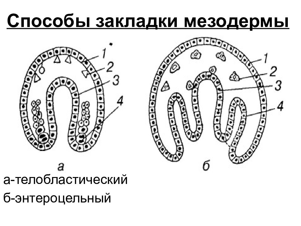 Формирование мезодермы. Способы возникновения мезодермы. Телобластический способ закладки мезодермы характерен для. Способы формирования мезодермы. Схема дифференцировки мезодермы.