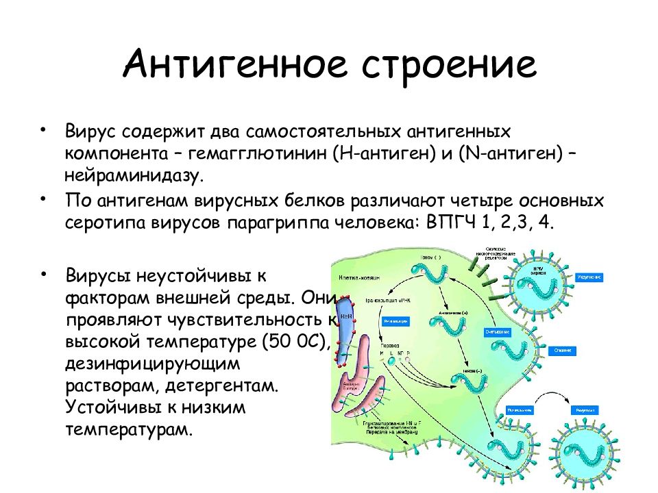 Парагрипп микробиология. Антигенная структура парагриппа. Вирус парагриппа строение. Парагрипп строение. Вирус простого герпеса антигенная структура.