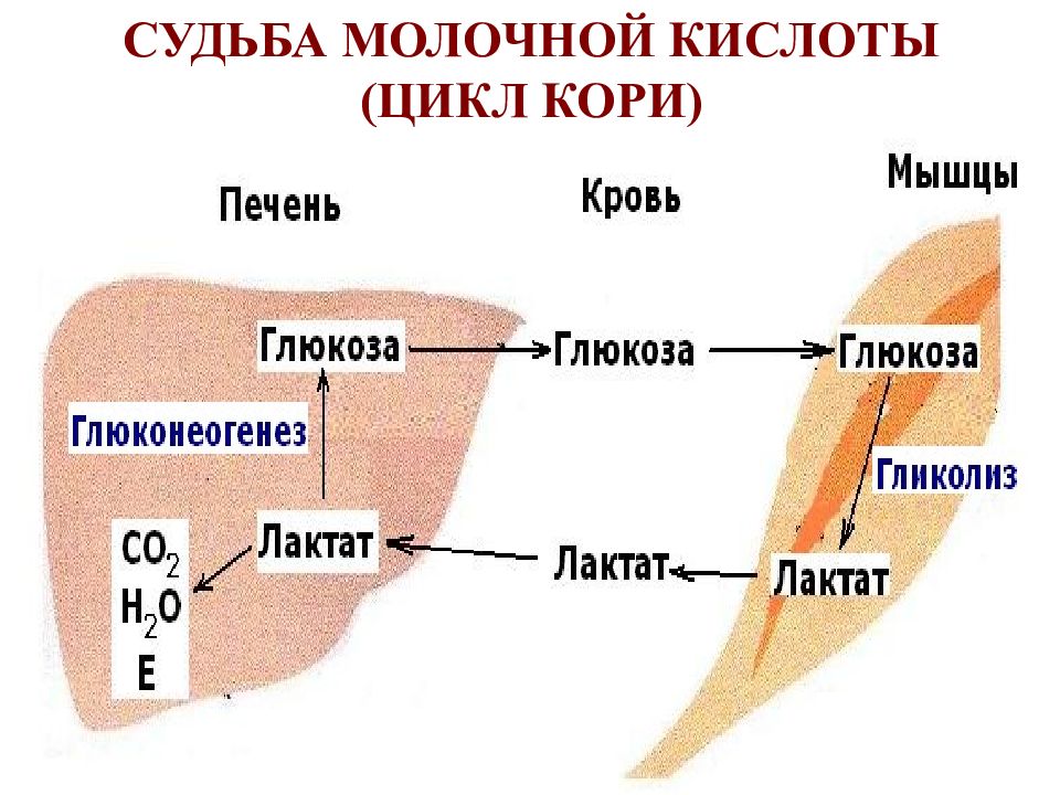 Молочная кислота у человека. Судьба молочной кислоты. Цикл кори молочной кислоты. Пути использования молочной кислоты в организме. Цикл кори биохимия.