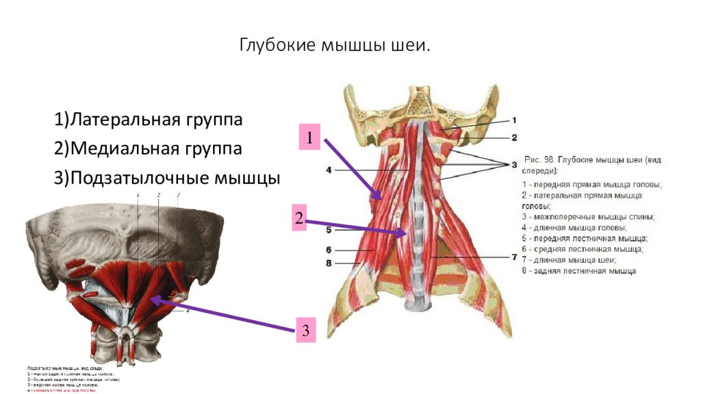 Глубокие мышцы шеи. Латеральные глубокие мышцы шеи. Глубокие мышцы шеи латеральная группа. Глубокие мышцы шеи анатомия латеральная. Глубокие мышцы шеи медиальная группа.