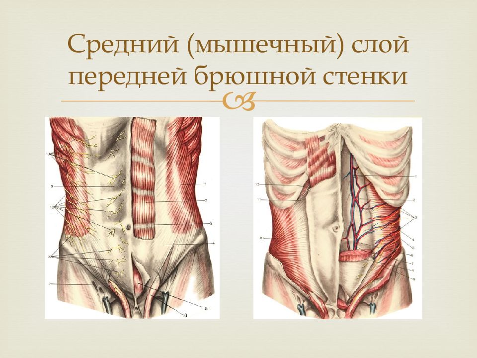 Где передняя брюшная стенка. Передняя брюшная стенка топографическая анатомия. Слои передней брюшной стенки. Мышечные слои передней брюшной стенки. Мышцы средней брюшной стенки.