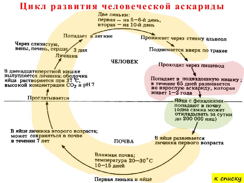 Развитие аскариды человеческой схема