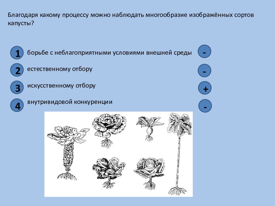 Благодаря какому. Многообразие сортов капусты наблюдается благодаря какому процессу?. Благодаря какому процессу можно наблюдать многообразие домашних кур. Благодаря какому процессу образовалось многообразие. Благодаря какому процессу можно наблюдать многообразие пород собак.