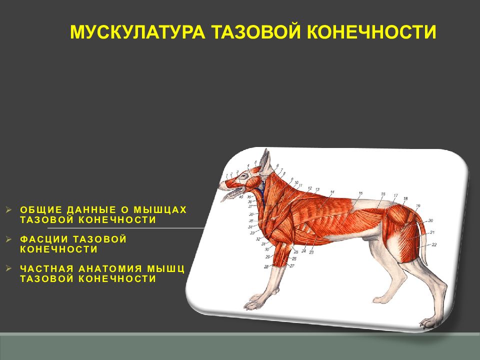 Общие данные о мышцах ТАЗОВОЙ КОНЕЧНОСТИ Фасции ТАЗОВОЙ КОНЕЧНОСТИ Частная