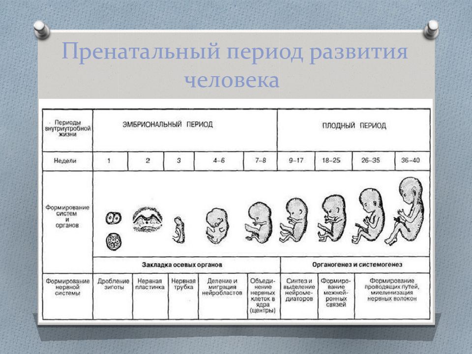 Определенный период развития. Пренатальный период развития это. Периоды пренатального развития человека. Периодизация пренатального периода развития. Характеристика пренатального периода.