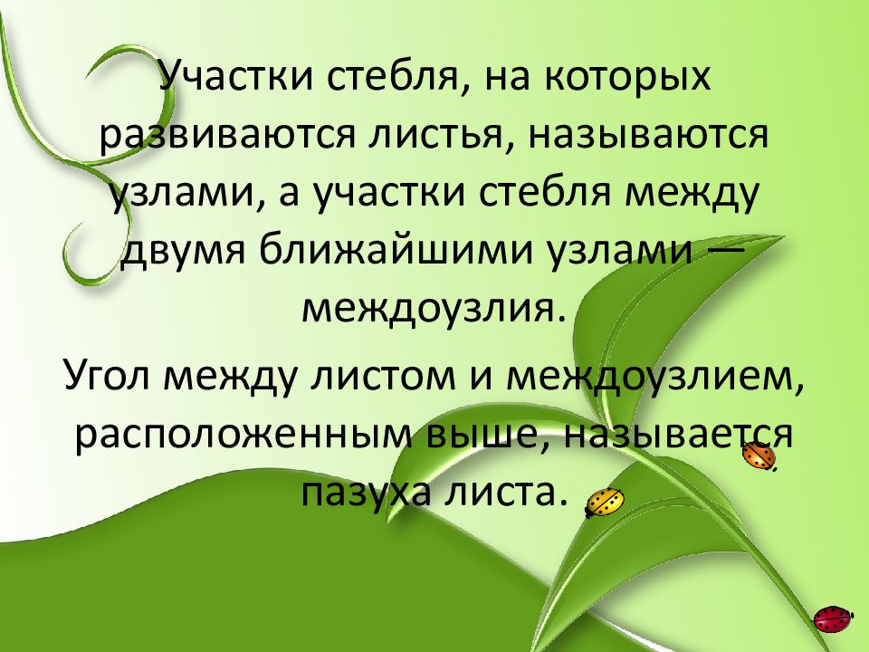 Между узле называют. Участки стебля на которых развиваются листья называются. Участок стебля на котором развивается лист. Участки стебля между 2 узлами. Участок стебля от которых развиваются листья.