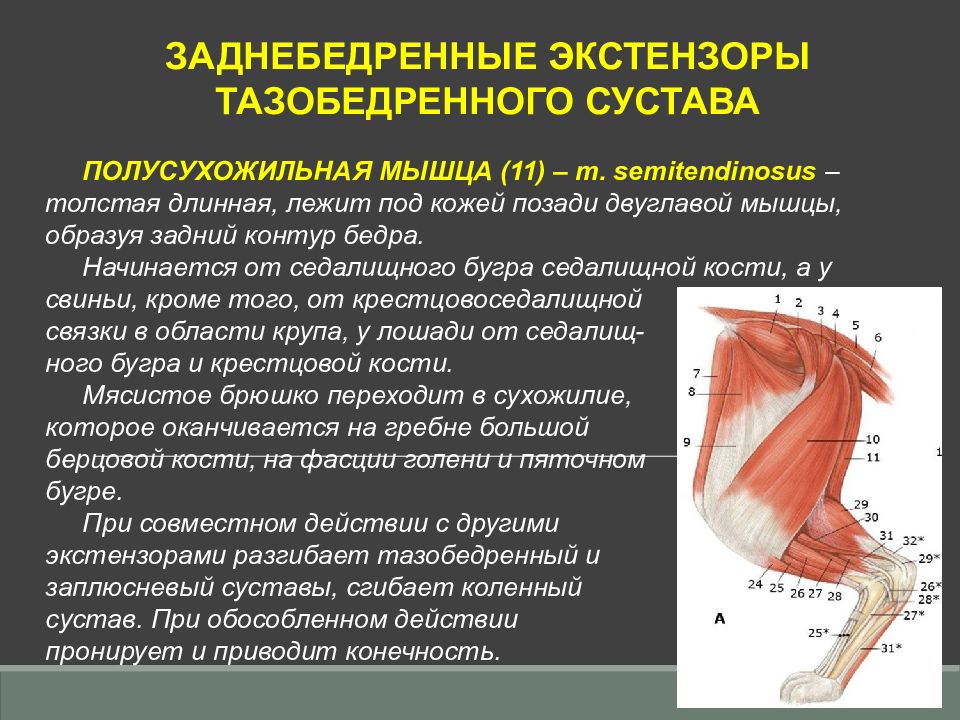 Образующая мышца. Фасции и мышцы тазовой конечности. Мышцы тазовой конечности двуглавая. Иннервация полусухожильной мышцы.