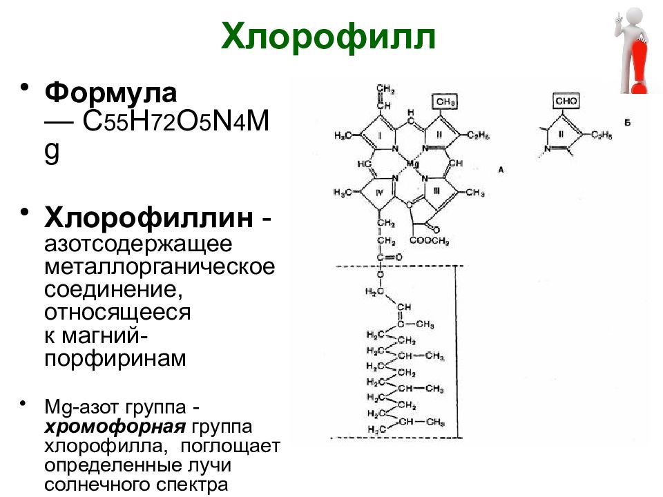 Особенности хлорофилла