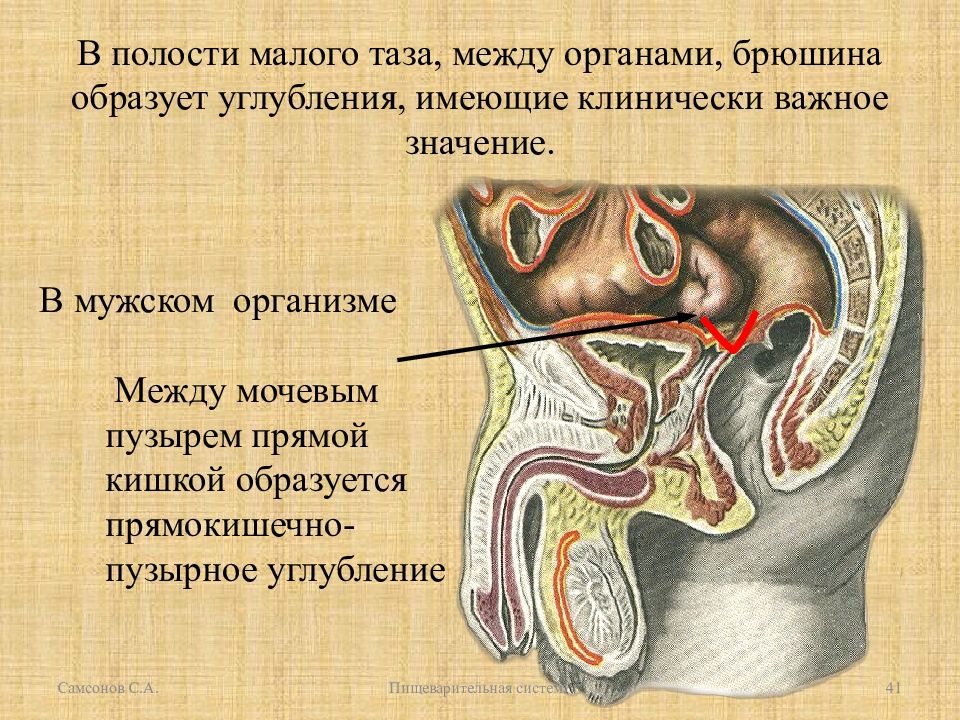 Пространство между органами. Прямокишечно-маточное углубление анатомия. Пузырно маточное углубление анатомия. Угдубления ваолости мадого таза. Углубления в полости малого таза.