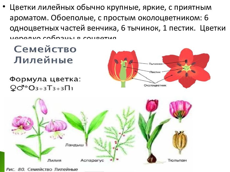 Семейства класса однодольные презентация