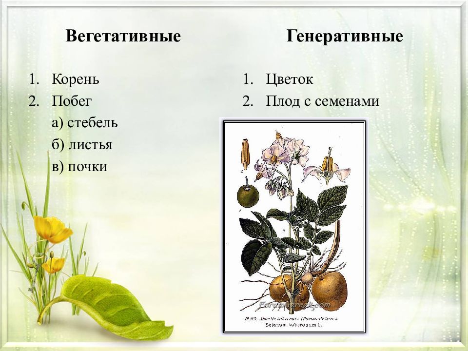 Генеративные органы примеры. Генеративные органы: цветок плод с семенами. Вегетативные и генеративные органы цветка. Плод это вегетативный или генеративный орган. Строение цветка вегетативные и генеративные органы.