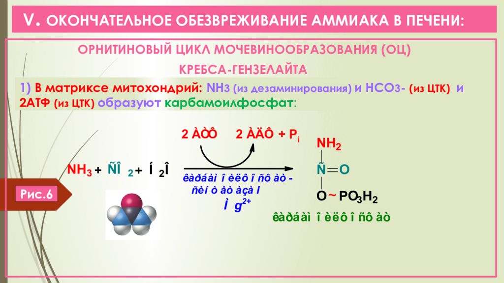 Временное обезвреживание аммиака виды