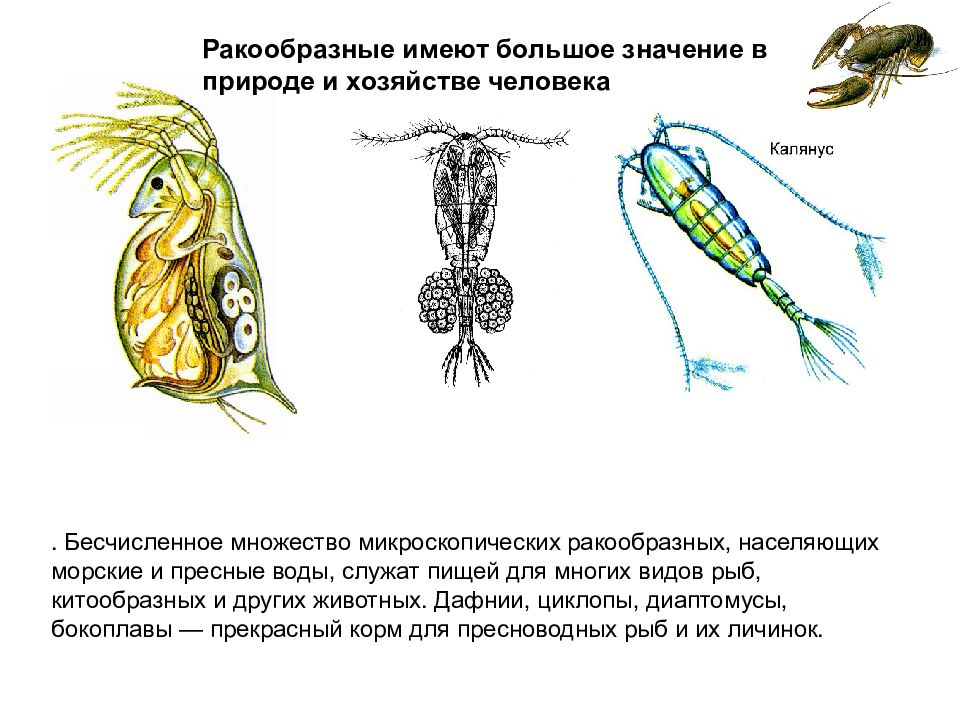 Значение ракообразных. Дафнии, циклопы Членистоногие. Дафнии циклопы бокоплавы. Ракообразные низшие дафнии и циклопы. Рачки дафнии и циклопы.