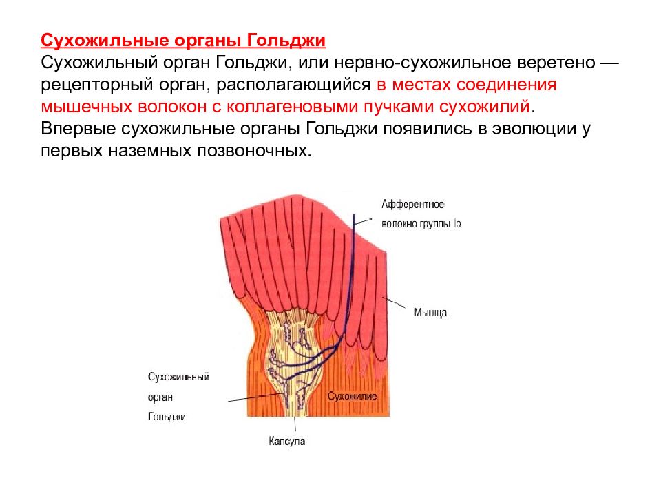 Сухожильные рецепторы являются. Нервно сухожильные веретена строение. Сухожильные тельца гольджи. Сухожильный орган гольджи строение и функции. Сухожильные веретена.