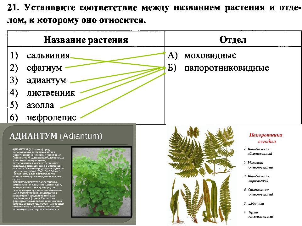 Тест растения с ответами