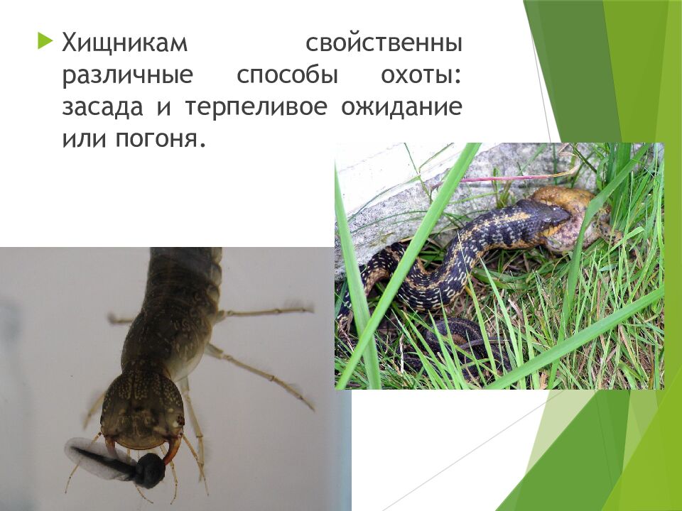 Пищевые связи