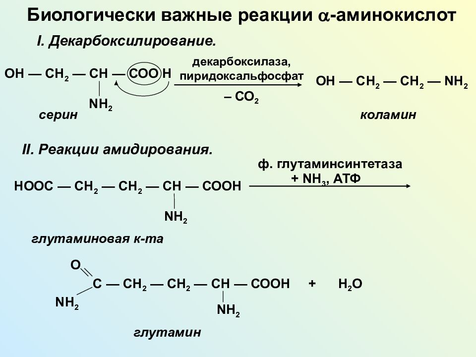 Декарбоксилирование аминокислот реакция. Биологически важные реакции -аминокислот: декарбоксилирование;. Декарбоксилирование аминокислот Серина. Реакция амидирования аминокислот. Биологически важные реакции аминокислот.