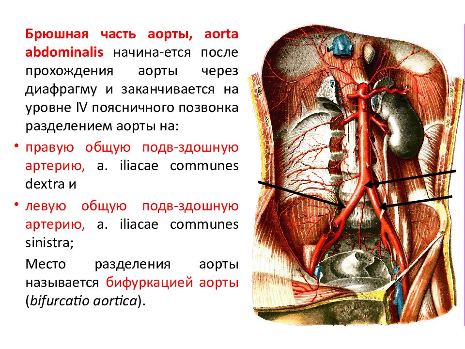 Топография аорты. Синтопия брюшной аорты. Синтопия брюшной части аорты. Ветви брюшной части аорты анатомия. Париетальные ветви брюшной аорты.