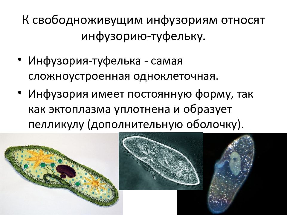 К простейшим относят. Инфузория туфелька пелликула. Свободноживущие и паразитические формы инфузорий. Свободноживущие инфузории. Представители инфузории туфельки.