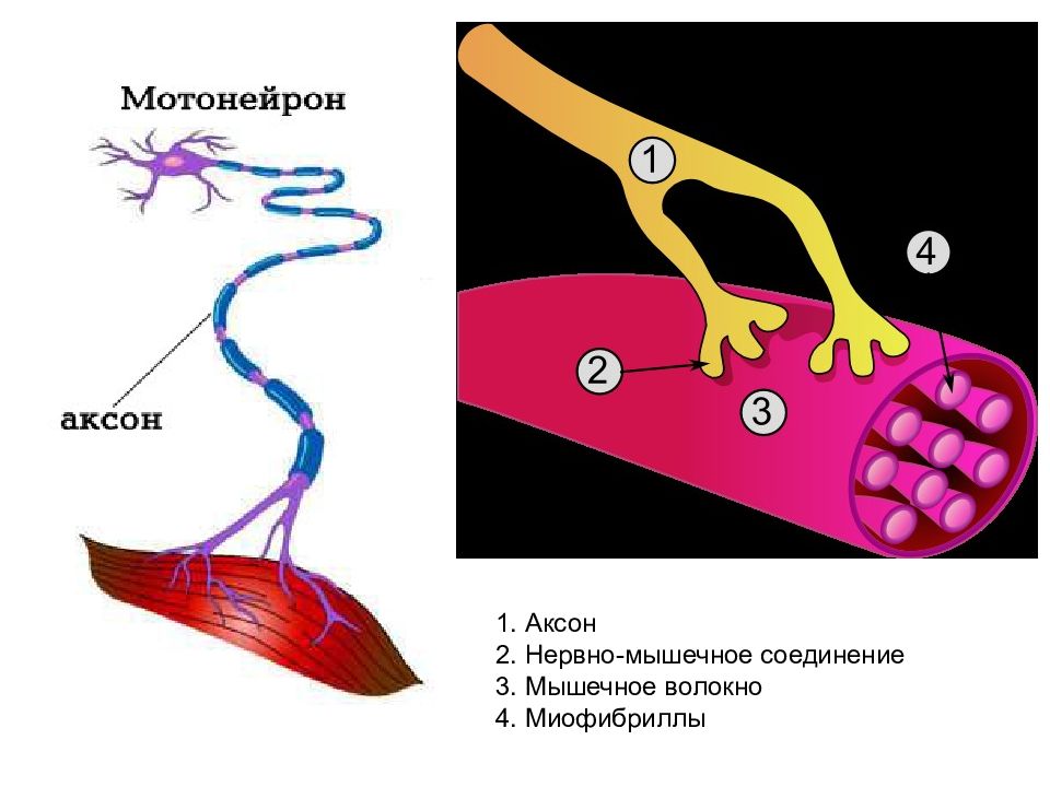 Рисунок нервно мышечного препарата