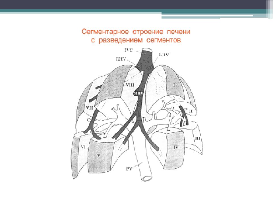 Сегменты печени узи схема