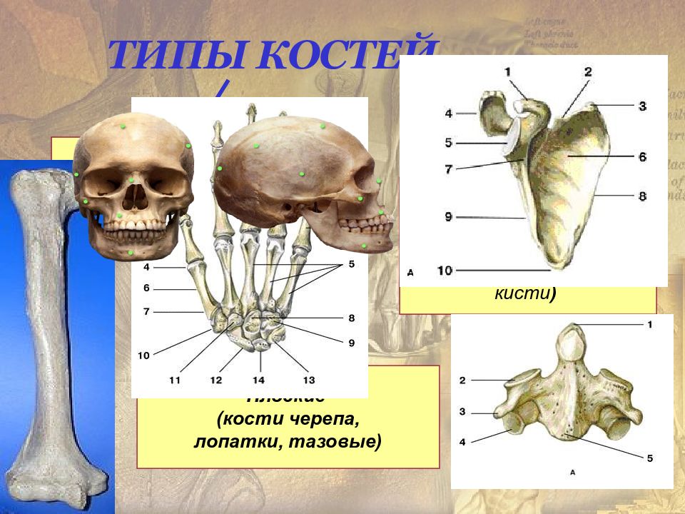 Какие структуры кости взрослого человека обозначены на рисунке цифрами