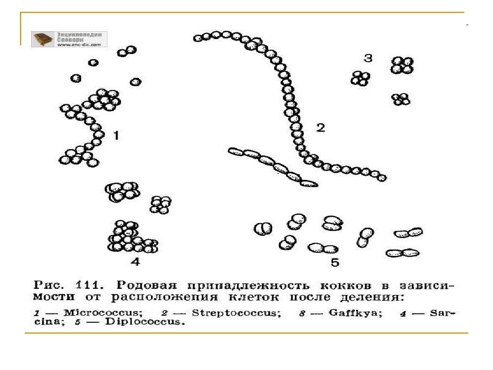 Морфология и физиология бактерий. Морфология бактерий. Морфология и физиология бактерий кроссворд. Диплококки рисунок бактерий.