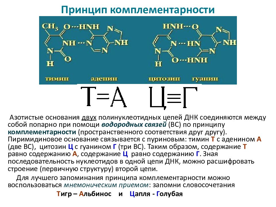 Комплементарные цепи нуклеиновых кислот. Принцип комплементарности. Принцип комплементарности ДНК. Принцип комплементарности биология. Комплементарность нуклеиновых кислот.