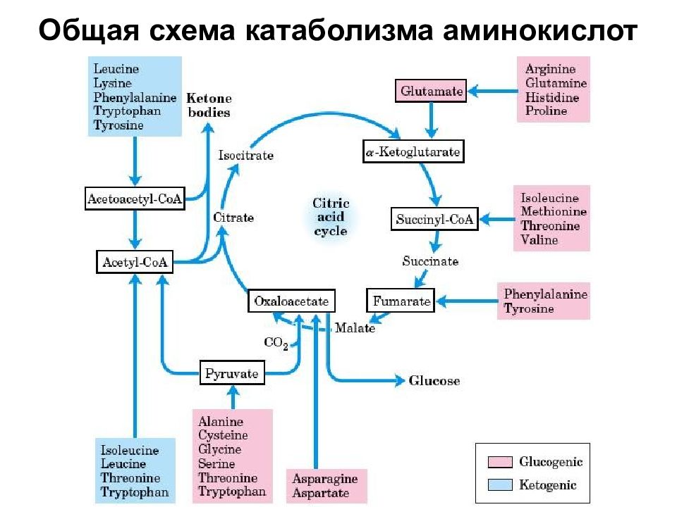 Распределение белков