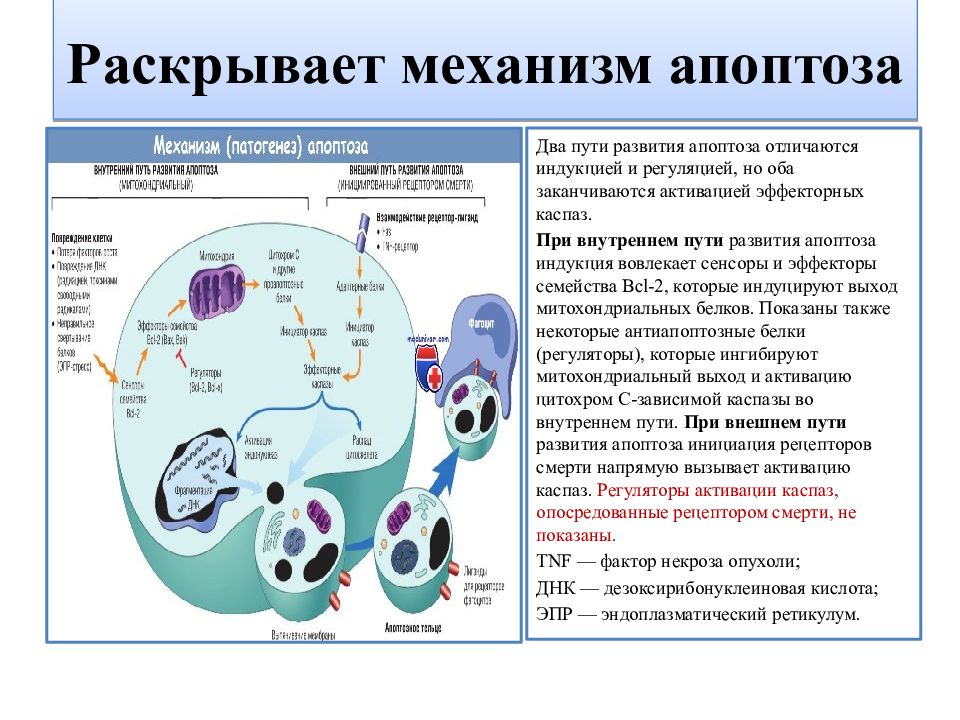 Нарисуйте схему гибели клеток мишеней по механизму апоптоза