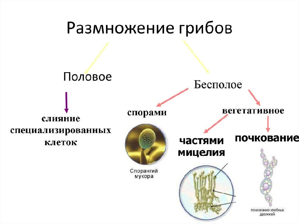 Грибы