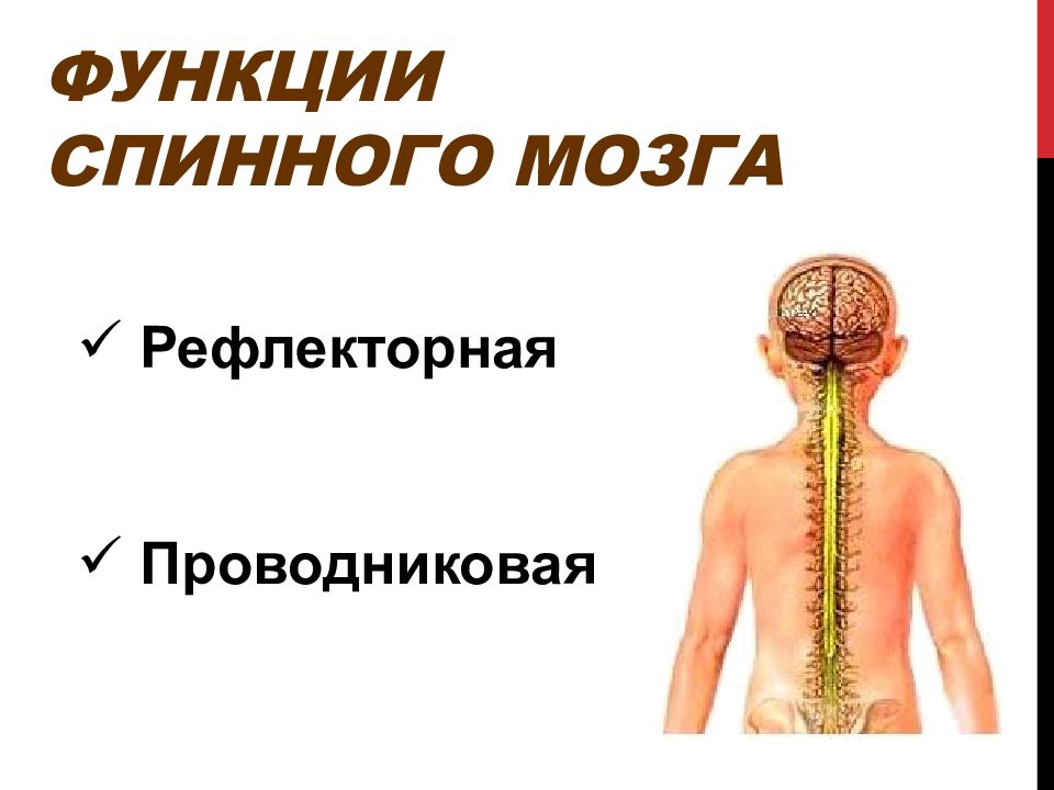 Рефлекторные функции заднего мозга. Проводниковая функция спинного мозга. рефлекторная и проводниковая функции спинного мозга. рефлекторная и проводниковая функции. функции спинного мозга.