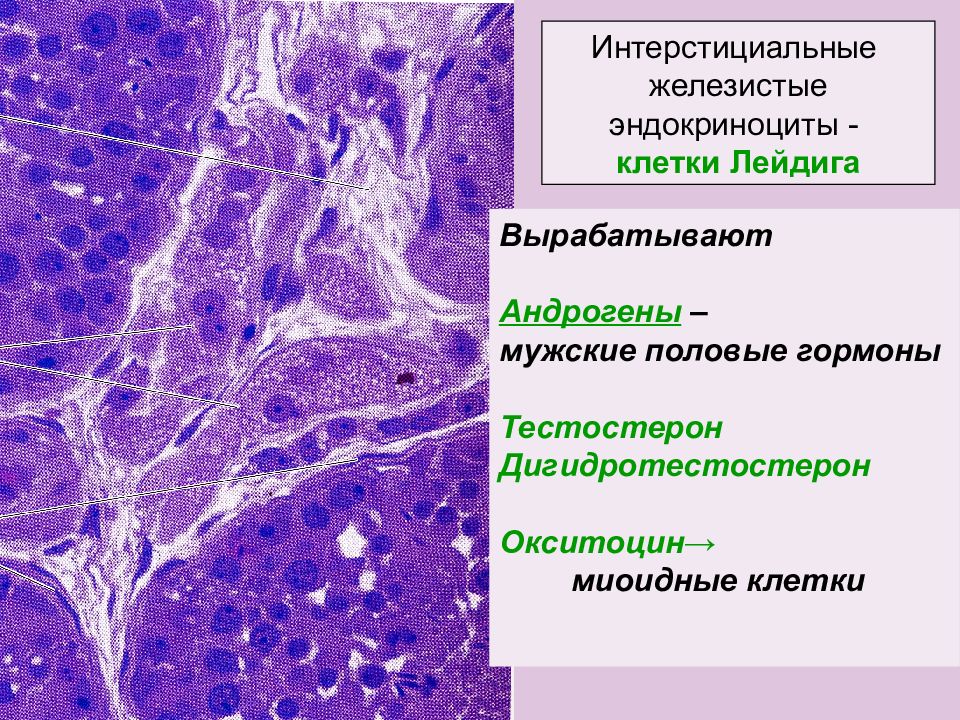 Клетки вырабатывают. Интерстициальные эндокриноциты. Клетки Лейдига препарат. Клетки Лейдига гистология. Клетки Лейдига в семенниках.