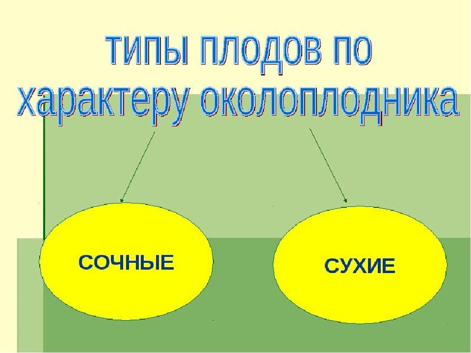 Презентация образование плодов и семян