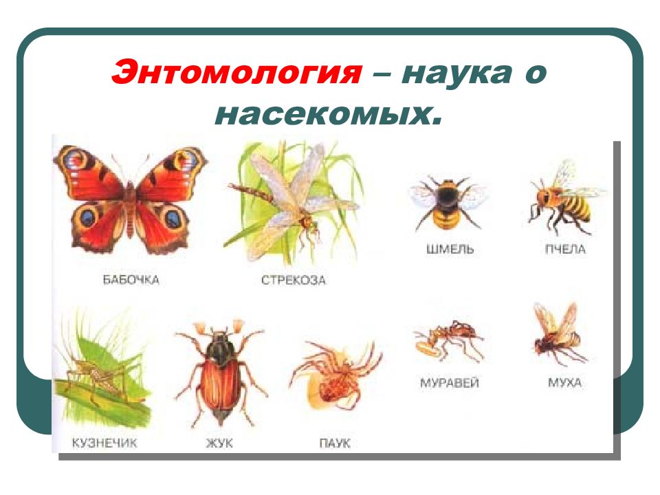 Насекомые общая картинка