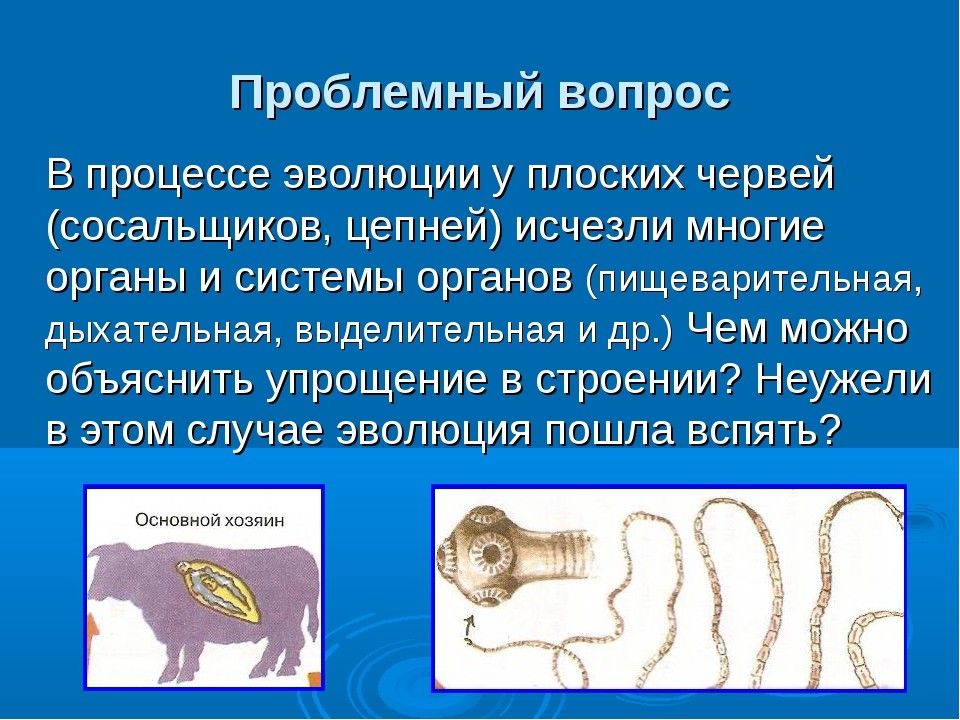 Отсутствовать организм. Эволюция плоских червей. Эволюция плоского червя. Плоский червь процесс развития. Черви процесс эволюции.