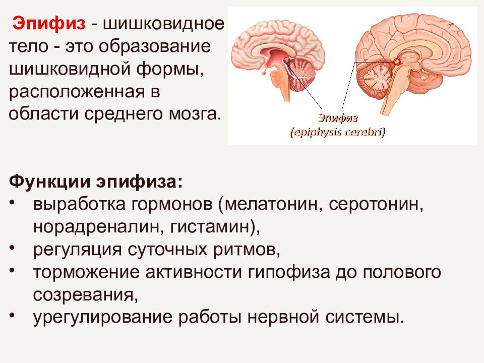 Гормоны эпифиза. Эпифиз позвоночника.