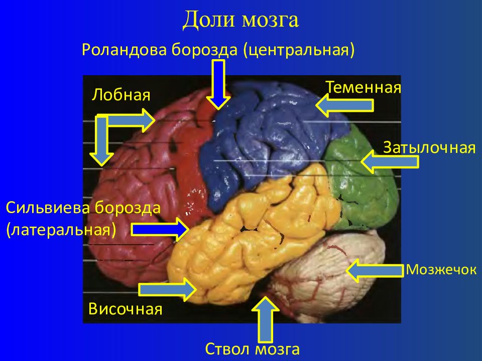 Борозды разделяющие доли. Сильвиева борозда головного мозга. Латеральная сильвиева борозда. Доли мозга. Латеральная щель мозга сильвиева борозда.