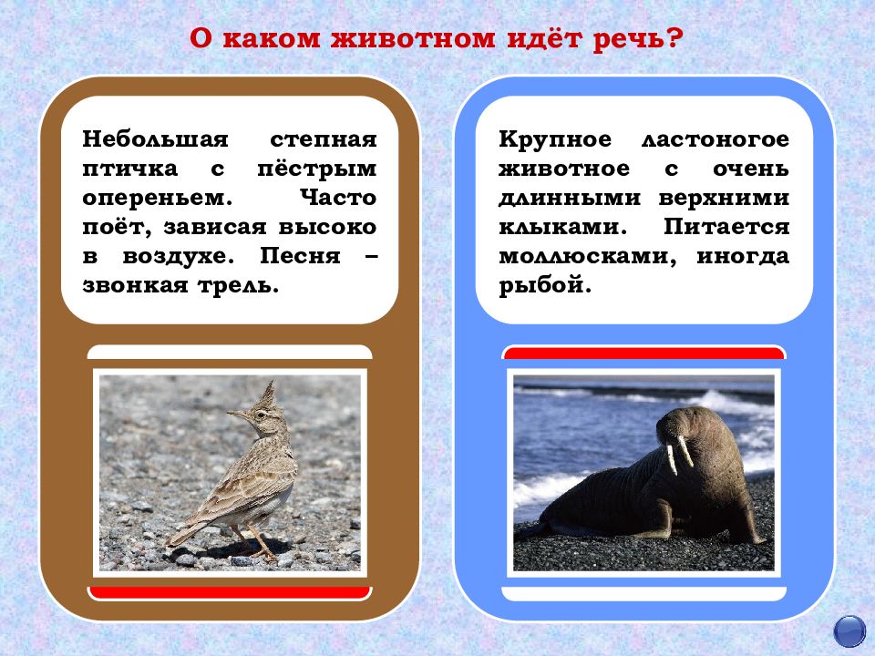 О каком животном идет речь. Каком зверьке идет речь. Из каких животных идет речь. Догадайся о каком животном идет речь презентация.