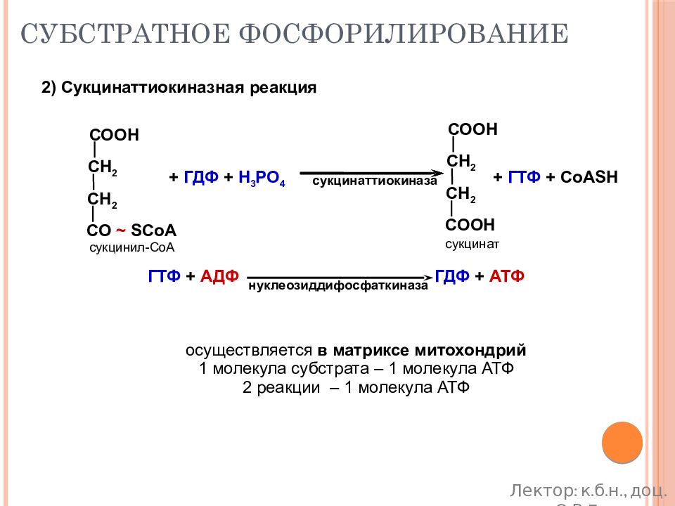 Субстратное фосфорилирование. Фосфорилирование АТФ. Реакции субстратного фосфорилирования. Пути синтеза АТФ.