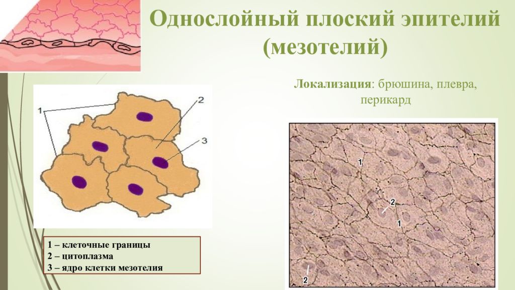 Однослойный мезотелий