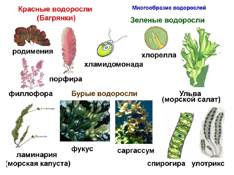 Водоросли низшие растения презентация