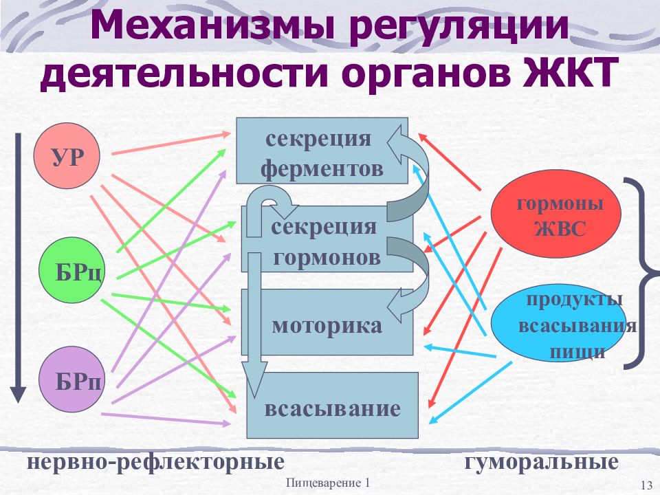 Регуляция моторики и секреции желудка. Механизмы регуляции ЖКТ. Механизм регуляции пищеварительной системы. Регуляция деятельности желудка. Регуляция процесса всасывания