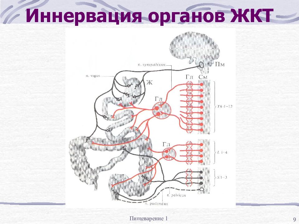 Иннервация сосудов. Иннервация желудка физиология. Схема иннервации органов. Иннервация органов пищеварения. Иннервация органов анатомия.