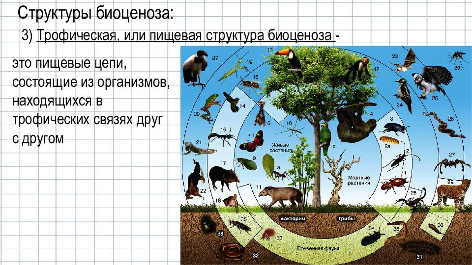 Биоценоз леса пример. Биоценоз леса схема. Видовая структура биоценоза. Структура биоценоза экосистемы. Трофическая структура биоценоза.